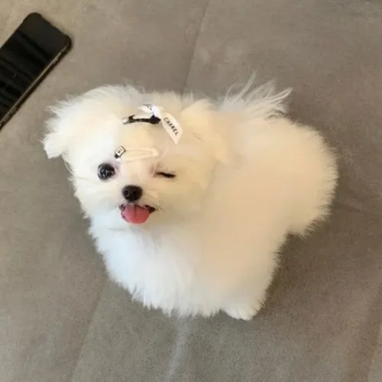 如何文明养狗？