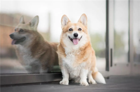 柯基犬黑的好还是黄的好