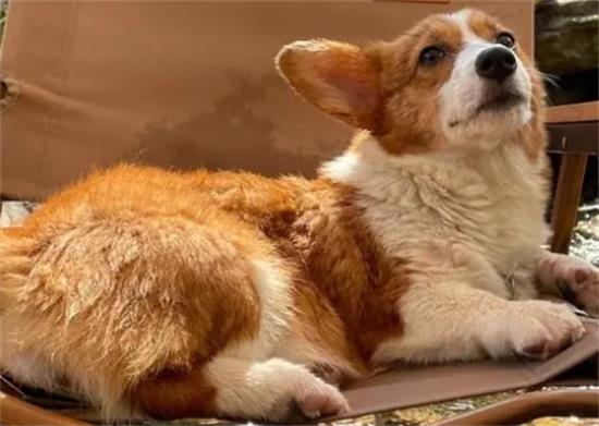 柯基犬一天喂几次