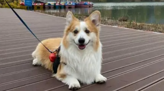 长毛柯基掉毛严重吗