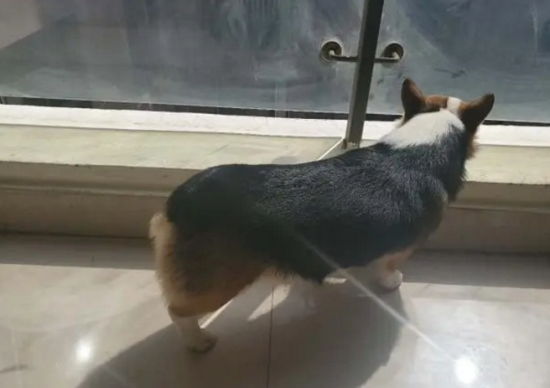 纯种三色柯基好吗