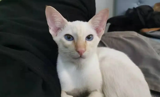 东方短毛猫贫血有哪些症状