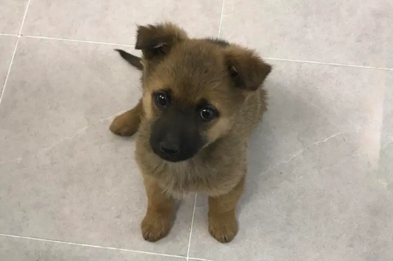 土狗一生会认几个主人？