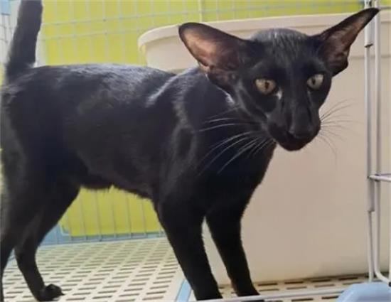 东方短毛猫生病怎么照顾