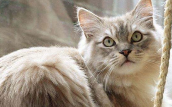 褴褛猫肠胃炎怎么办 褴褛猫肠胃炎治疗方法