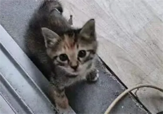 如何治疗狸花猫圆线虫病