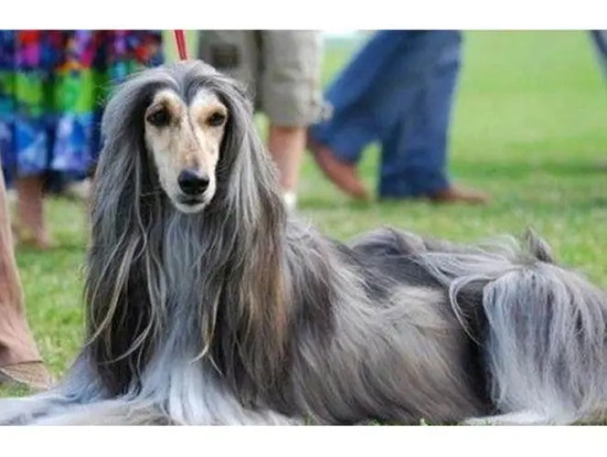 阿富汗猎犬为什么被禁养？