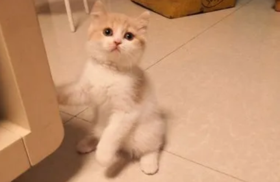 土耳其梵猫腹泻怎么治疗