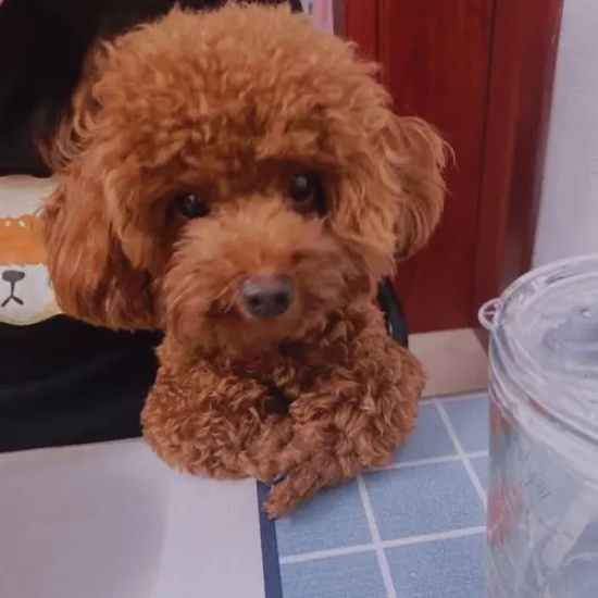 泰迪属于什么犬？