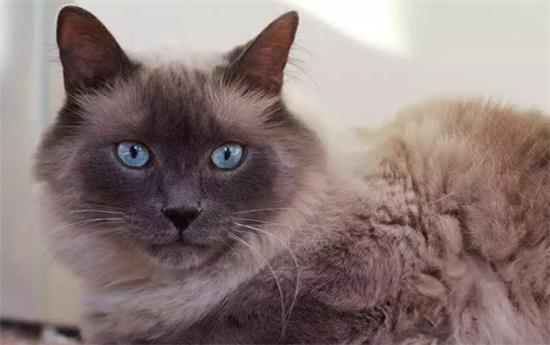 巴厘猫骨营养不良怎么回事