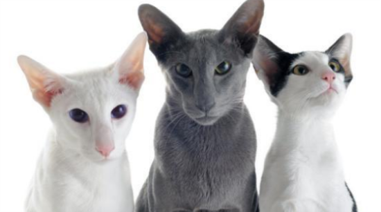 东奇尼猫发烧怎么办 东奇尼猫发烧解决办法