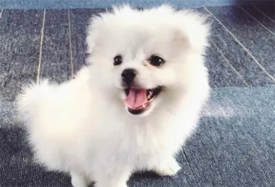 博美犬的寿命 博美犬能活多久
