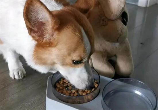 如何给柯基狗选狗粮吃的