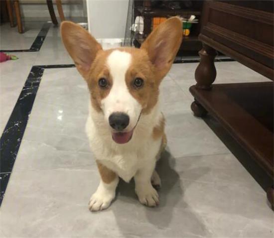 柯基犬多大立耳