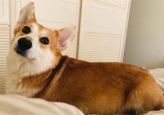 柯基犬多久驱虫一次
