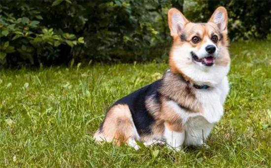 柯基犬产自哪个国家