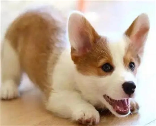 怎么挑柯基幼犬品相