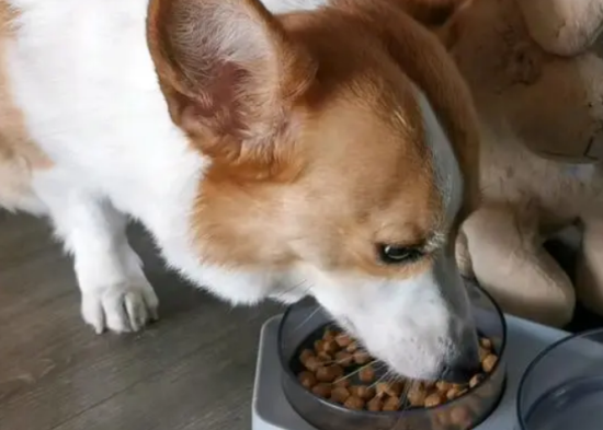 小柯基狗粮如何泡水喝好消化