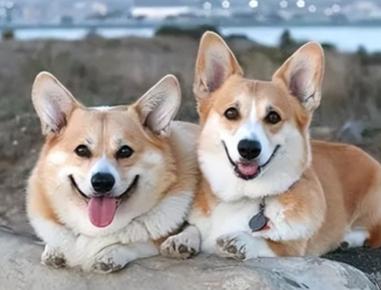 柯基幼犬如何喂养量