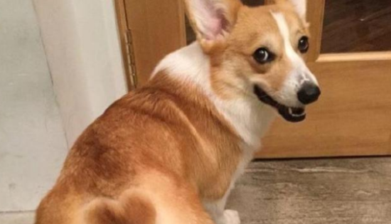 柯基犬不断尾巴可以吗