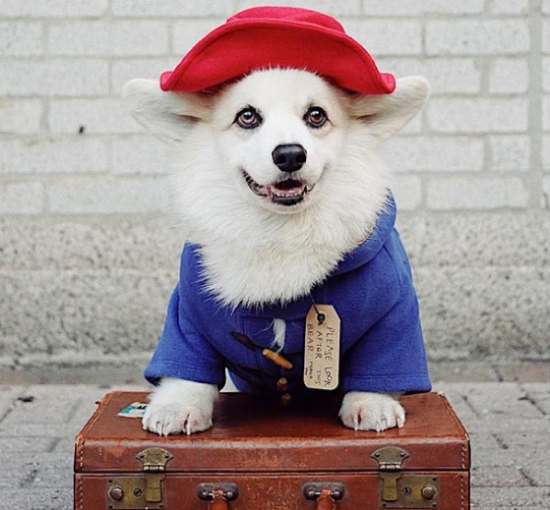 柯基犬有白色的吗