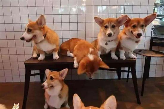柯基犬现在市场价大概多少