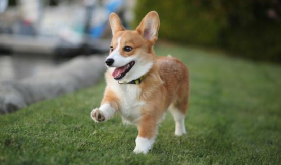 养柯基犬一个月多少钱