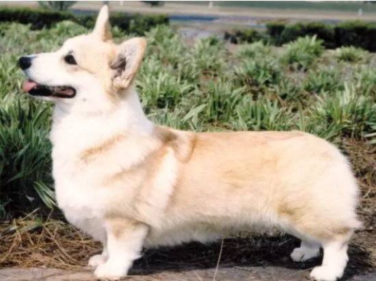 柯基犬的毛色有几种