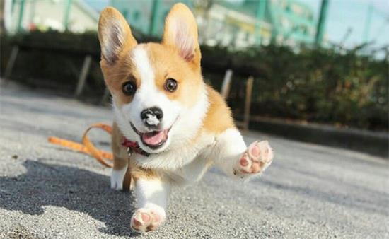 柯基犬快生有什么特征