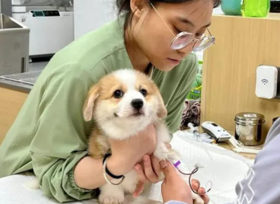 想要养好柯基，这6个注意事项，一定要知道！