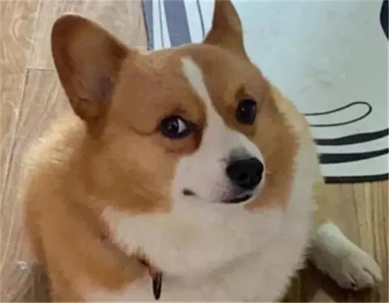 一只纯种的“柯基犬”大概多少钱，别买贵了？