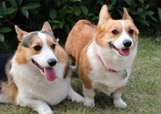 这辈子养过“最后悔”的狗，就是柯基犬！