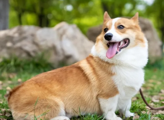 这辈子养过“最后悔”的狗，就是柯基犬！