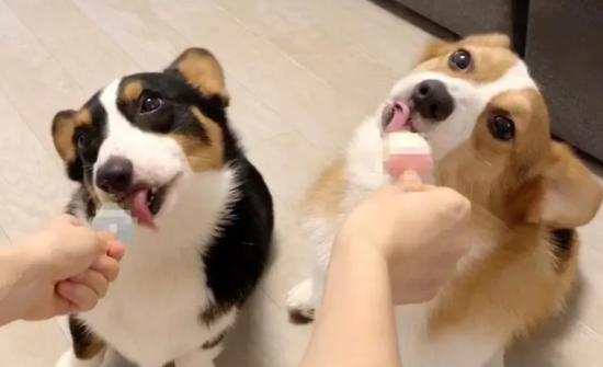 我家柯基犬为何总是吃不饱？