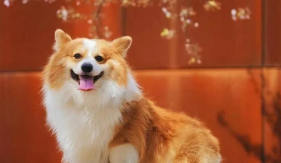 柯基犬的优点这么多，难怪养过的人都说“不想换狗”