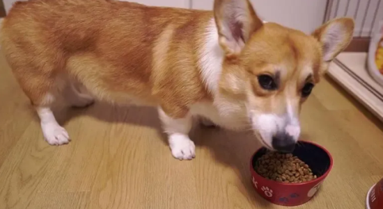 我家柯基犬为何总是吃不饱？