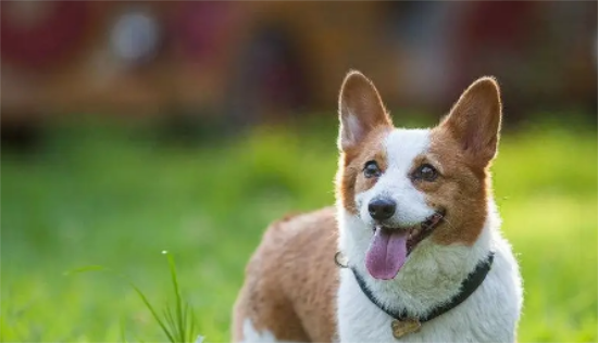 为什么大家都说柯基犬难养？