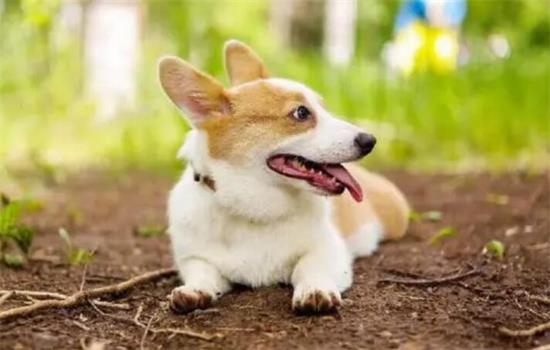 柯基幼犬可以吃啥小柯基吃什么又营养成分又身心健康？