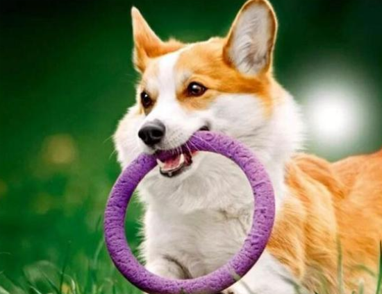 养柯基犬的益处那么多，坏处竟然就两个！