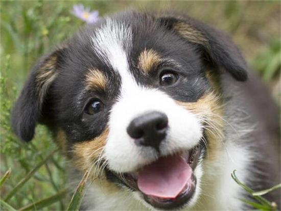 饲养柯基犬，要应对的“6大难点”，看了你要敢养吗？