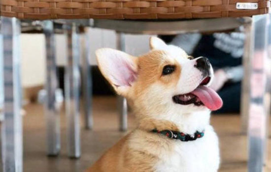 带你全方位解析柯基犬的特点有哪些？