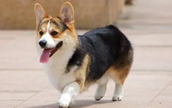 柯基犬档案丨带你了解英国王室的小短腿宠物
