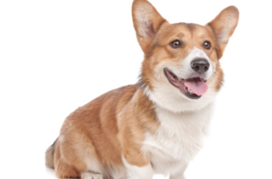 柯基幼犬补钙用哪种