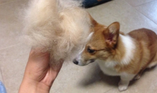 柯基犬吃啥狗粮不掉毛？柯基掉毛原因有哪些？