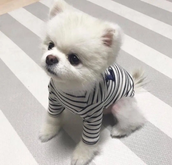狗狗出现大量脓性分泌物是怎么回事？