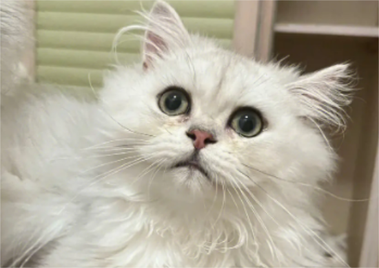 金吉拉猫心肌炎原因介绍