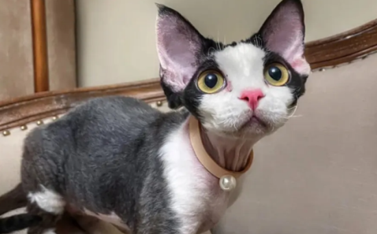 德文卷毛猫生病吃什么 德文卷毛猫生病饮食介绍