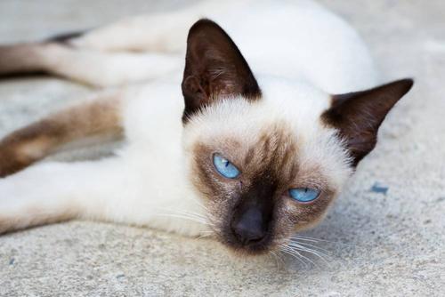 猫咪到新家多久能适应过来