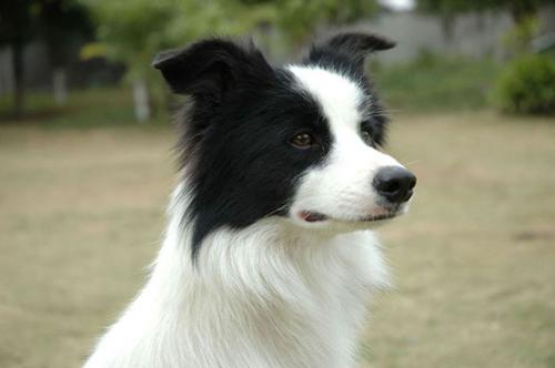 犬瘟热症状表现