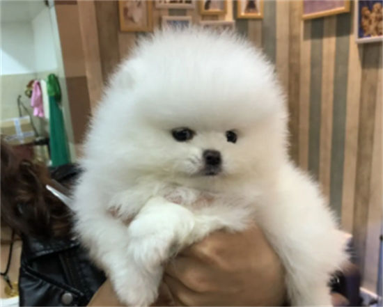 哪里有博美犬买